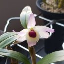 덴드로비움(Dendrobium) 이미지