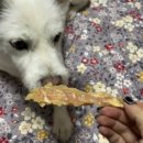 오마이댕댕이