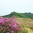 합천 황매산.. 철쭉 보러... 이미지