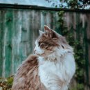 고양이숲 이미지