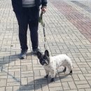 해피트리 동물병원 이미지