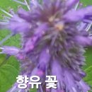 향유 이미지