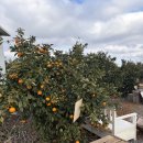 의지농장 | [ 제주도 ] 제주 보메와산감귤체험농장 후기 - 제주도 겨울 귤따기 체험 + 제주도 가볼만한 곳 추천...