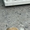 동글동글 애견미용실 이미지