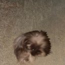 초이스외과동물병원 | 강아지 슬개골 탈구 수술 후기｜초이스 외과 동물 병원에서 진곰이 무사히 회복했어요