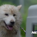 개와당신 이미지