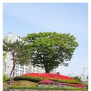 솔내공원 | 솔내공원 도시 속 푸른 쉼표, 장기동에 피어난 소소한 행복
