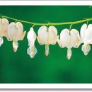 행복 빛으로부터 이미지