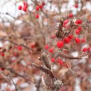 구갈레스피아 게이트볼장 이미지