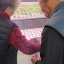 동심 경로당 | 동심경로당 설치한 미니 스마트팜으로 체험 교육 진행