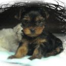 말티네 집 이미지