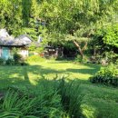 소나무부분정비 이미지