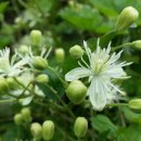 장모사랑 이미지