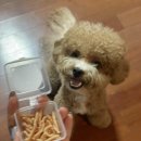 누리댕댕 이미지