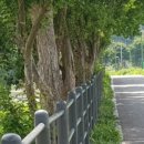 강촌천길 이미지