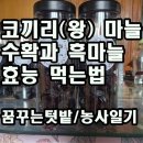 코끼리(왕 ) 마늘 수확과 흑마늘 효능 먹는 방법 이미지