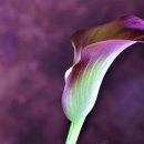 맘스터치(석사점) 이미지