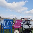 벨라펫 | 왓도그캣 무료 펫선물 당첨 개모차 후기🐾