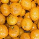 무주농산전통건과 | 아달달농산 제주감귤 후기ㅣ직접 고른 당도, 집에서 만나는 프리미엄 감귤