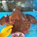 통큰아귀찜 이미지