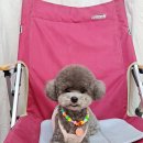 루이앤독 이미지