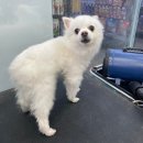 펫마트 강아지 논산점 이미지