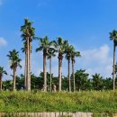 까망모래 이미지