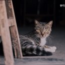 뷰티펫동물병원 이미지