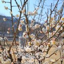 성호로공원 | 안산 봄꽃 가득한 식물원 산수유 매화꽃 봄나들이 성호공원