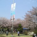 북일고 벚꽃 축제를 보고... 이미지