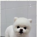 멍멍 애견미용 이미지