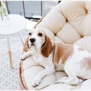 수원고양이분양 드림캣 안심분양센터 이미지