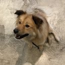 댕댕구역 | 동물구조 119 산책봉사 후기