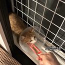 본차차
