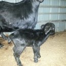 괴산염소농장 이미지