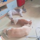 애지농장 이미지