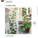 플레지르플라워 네이버블로그
