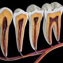 연세다정치과의원 이미지
