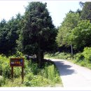 편백산림욕장 진입로 이미지