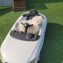 퍼피랜드 이미지