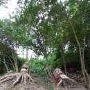 카페만디 이미지