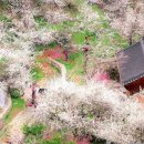 매화1길 이미지