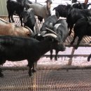 부자농장2 이미지