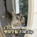 뽀떼나 | 뽀떼 캣휠 후기 :: 4년 사용 내돈내산 리뷰