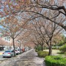 안산천남로 이미지