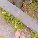 파스쿠찌 아산신정호점 이미지