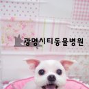 광명시티동물병원 이미지