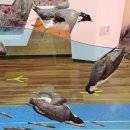 신안철새박물관 이미지