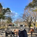 호랭이카 | [벳푸 여행] 벳푸 3일차 아프리칸 사파리 렌터카 / 유후인 위스키, 금상고로케 맛집