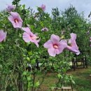 무궁화근린공원2 이미지